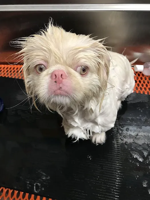 Unleashed by Petco Picture 7