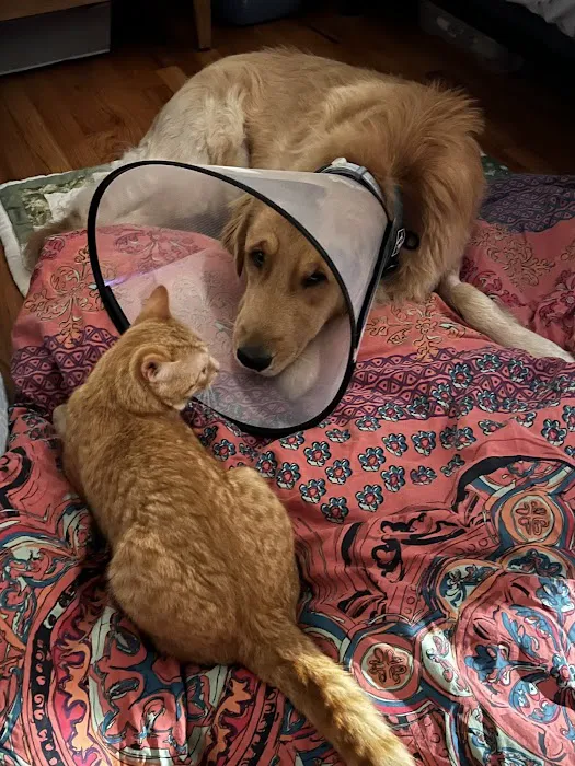 Vet For Pet Animal Hospital Picture 3