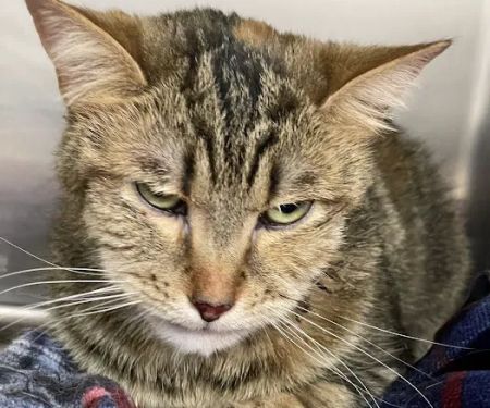 Vet For Pet Animal Hospital