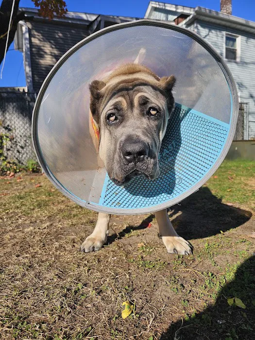 Vet For Pet Animal Hospital Picture 5
