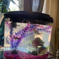 International Aquarium ico