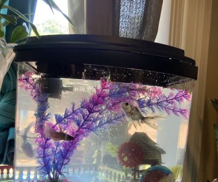 International Aquarium