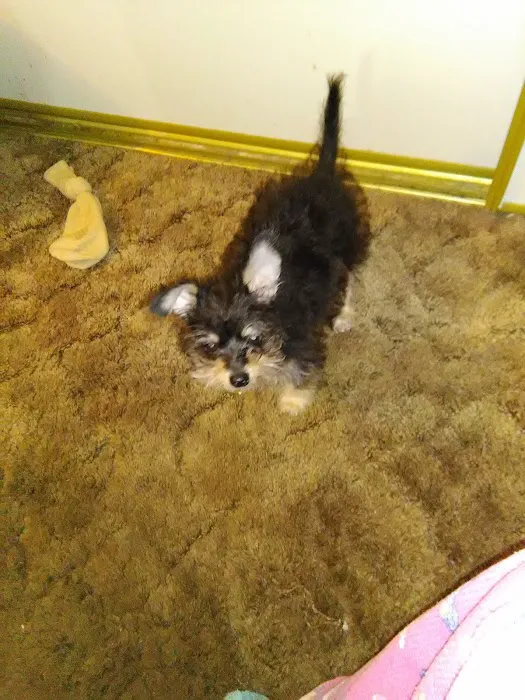 Petvet Petfood Picture 7