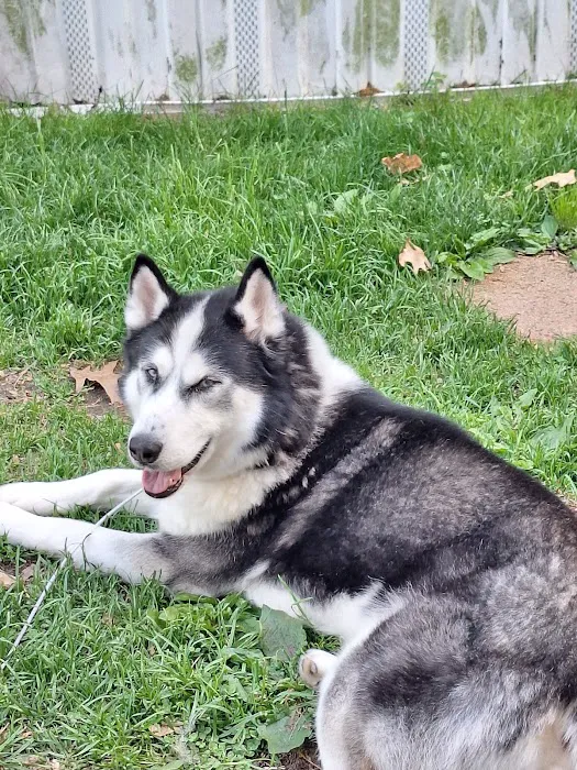 VCA Animal Hospital of East Hartford Picture 2