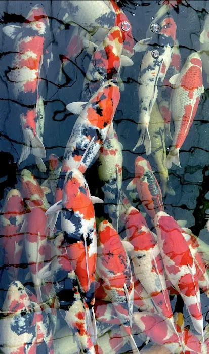 East Bay Koi Picture 5
