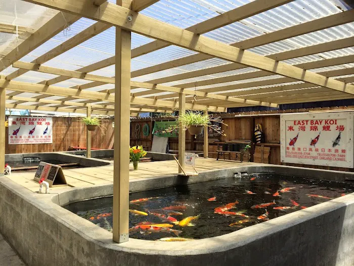 East Bay Koi Picture 7
