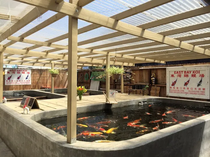East Bay Koi Picture 8