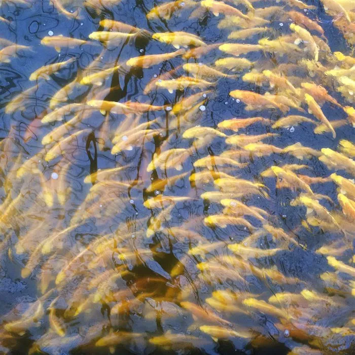 East Bay Koi Picture 4