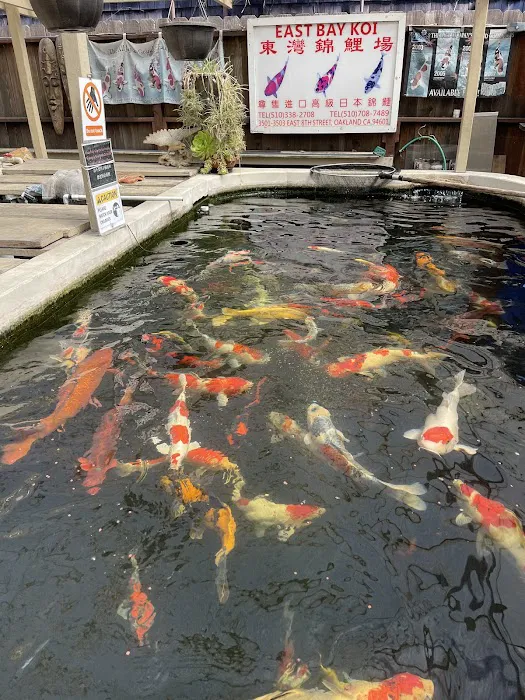 East Bay Koi Picture 6