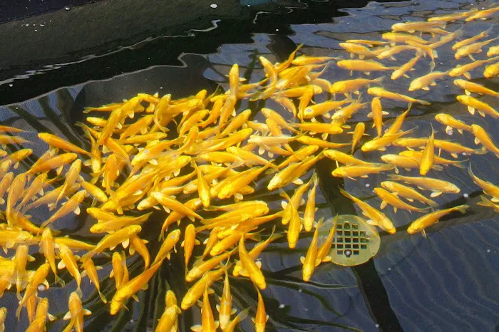East Bay Koi Picture 2
