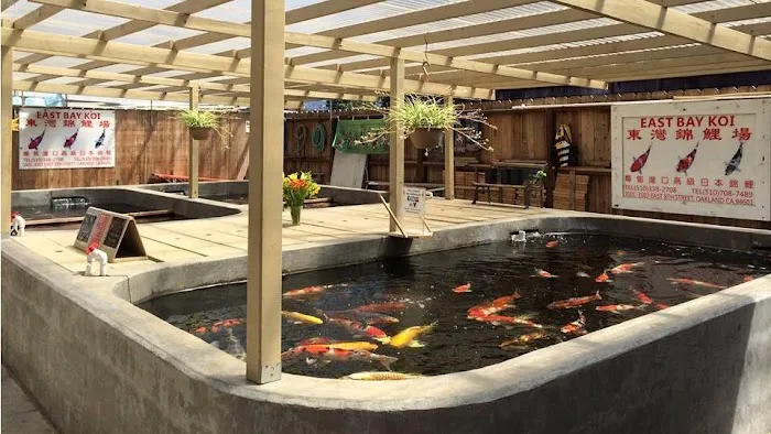East Bay Koi Picture 1
