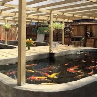 East Bay Koi ico