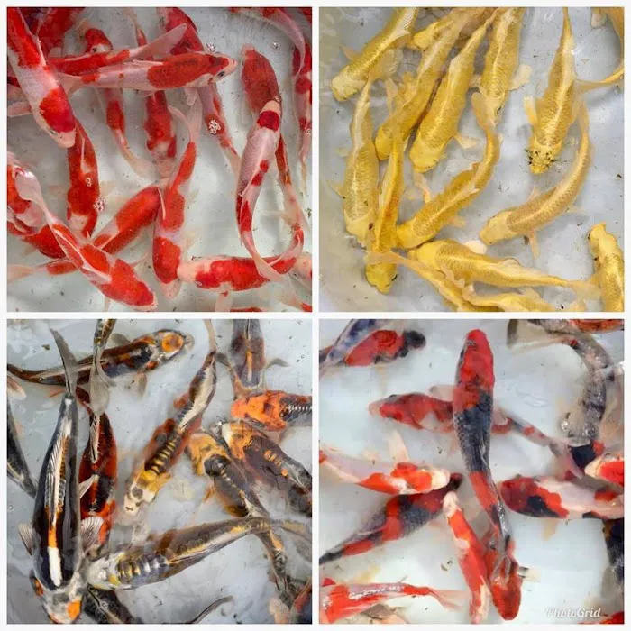 East Bay Koi Picture 9
