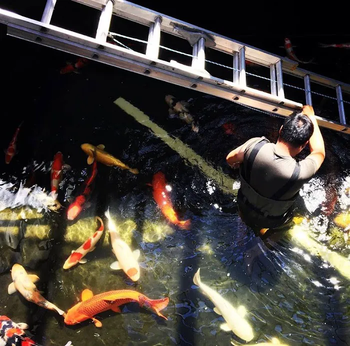 East Bay Koi Picture 10