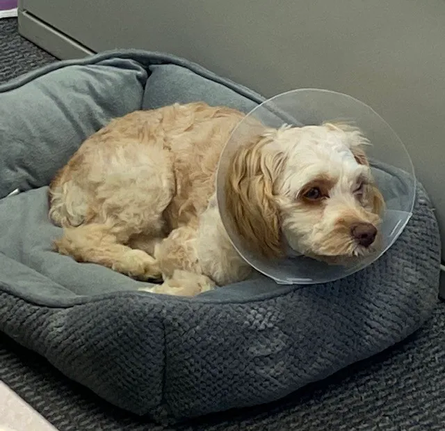 POA Spay Picture 1