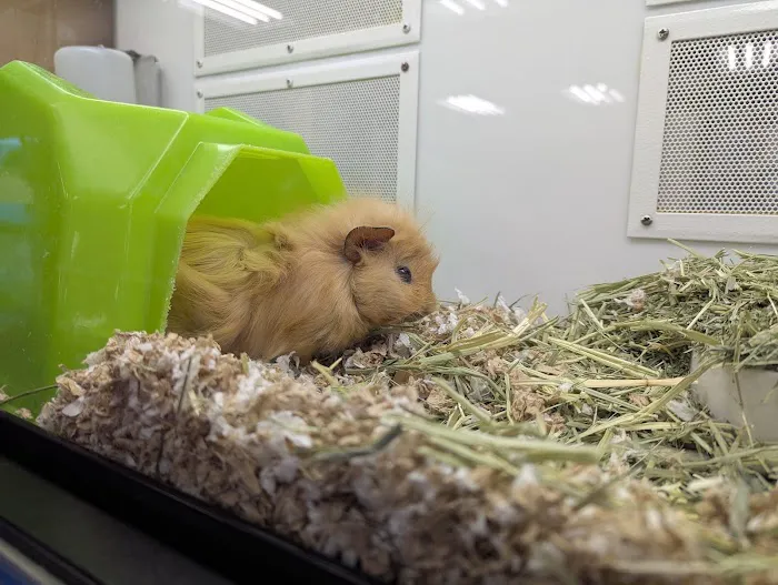 Petco Picture 5