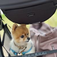 Banfield Pet Hospital ico