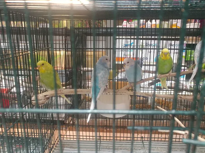 Your Basic Bird Picture 5