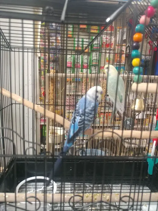 Your Basic Bird Picture 7