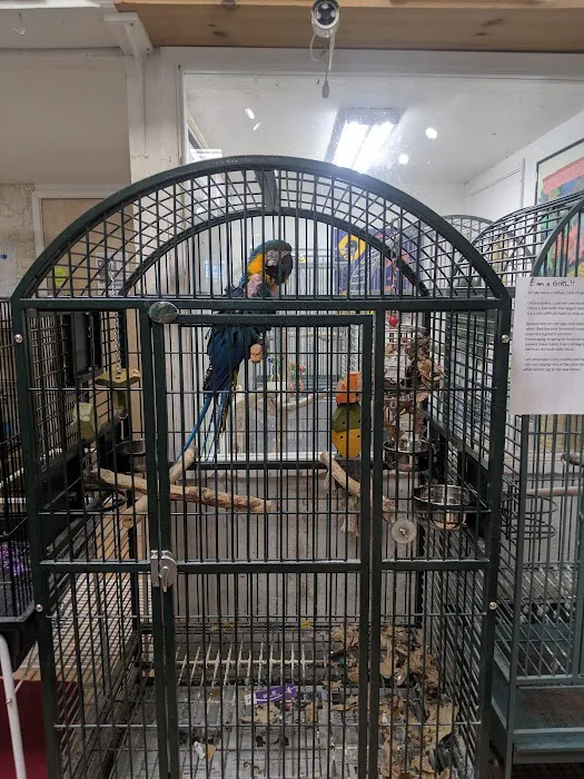 Your Basic Bird Picture 3