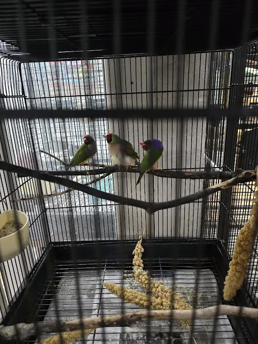 Your Basic Bird Picture 4