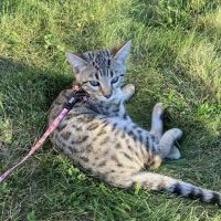 Glastonbury Veterinary Hospital ico