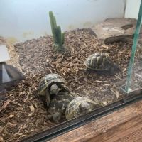 East Bay Vivarium ico