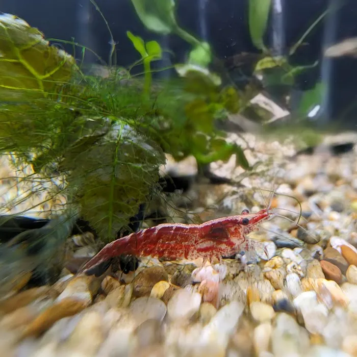 The Fish Barn Picture 10