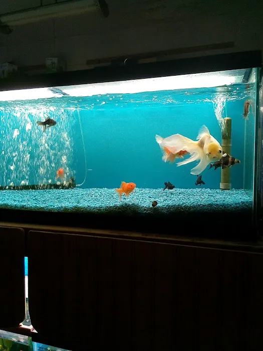 Tropical Fish World Picture 1