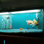 Tropical Fish World