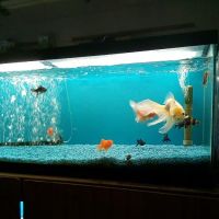 Tropical Fish World ico