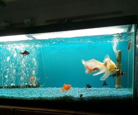 Tropical Fish World