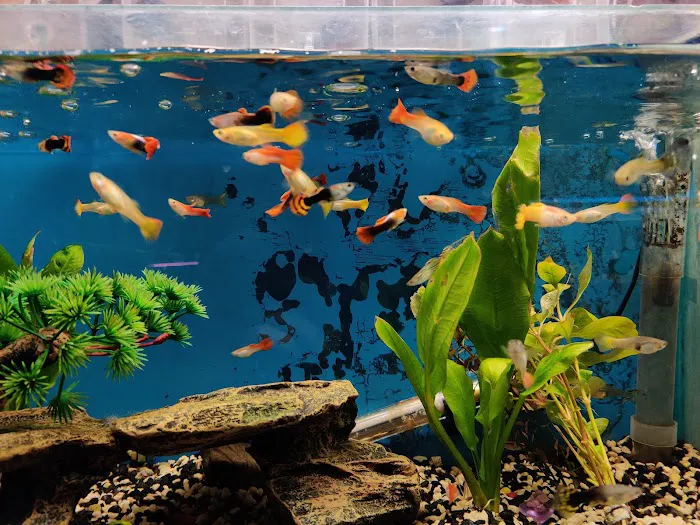 Tropical Fish World Picture 5