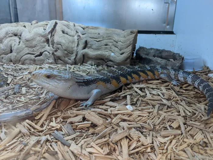 Reptile Room Picture 1