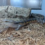Reptile Room