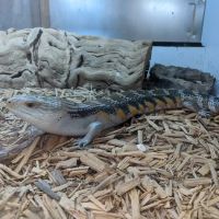 Reptile Room ico