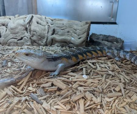 Reptile Room