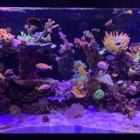 Aquatic Collection ico