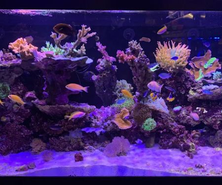 Aquatic Collection