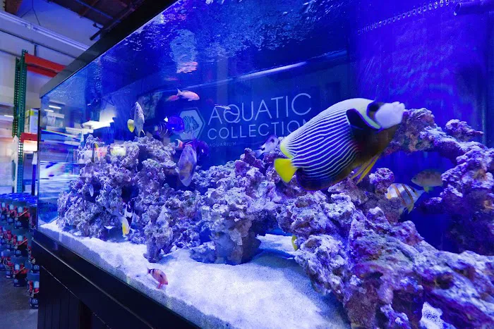 Aquatic Collection Picture 10