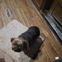 PetVet Vaccination Clinic ico