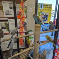 Petco ico