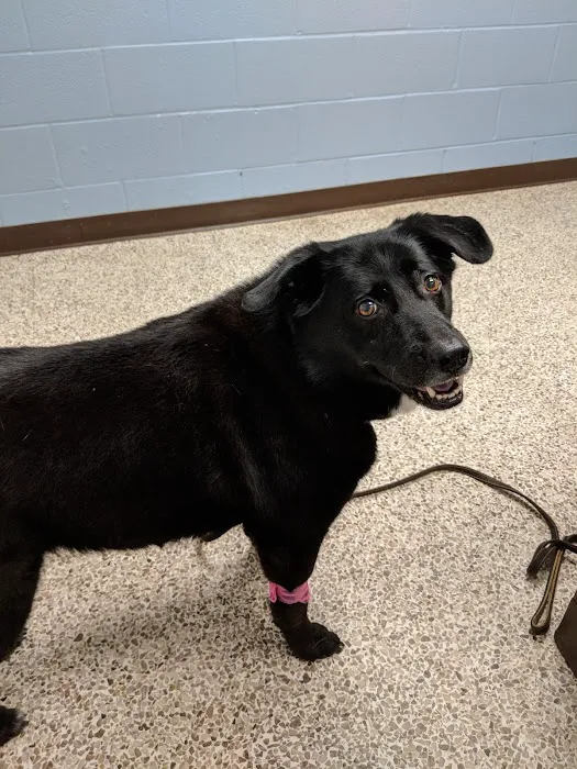 Clifton Park Veterinary Clinic Picture 8