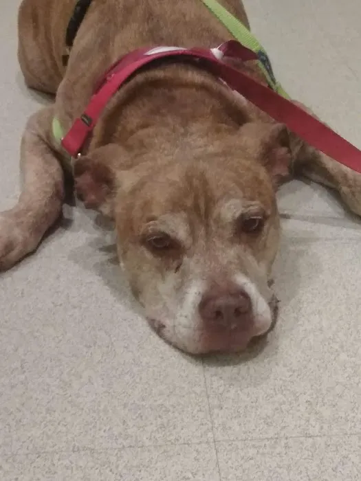 Clifton Park Veterinary Clinic Picture 7
