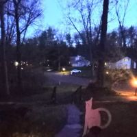 Clifton Park Veterinary Clinic ico