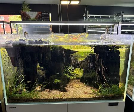 SF Aquatic