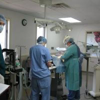 Animal Health Center ico