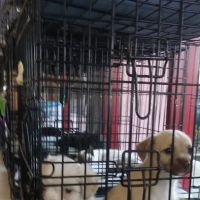 Petco ico