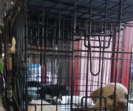 Petco