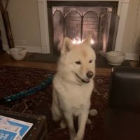 Lakes Veterinary Services ico